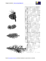 classificare il Pinus sylvestris