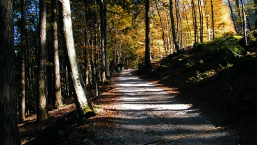 Progetto il bosco