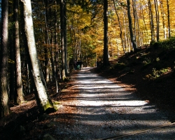 Progetto il bosco